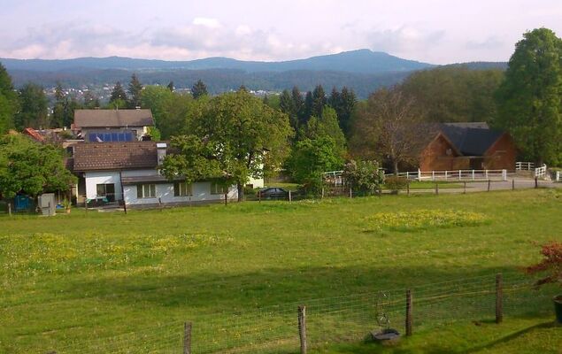 Löwenzahn - Photo 17